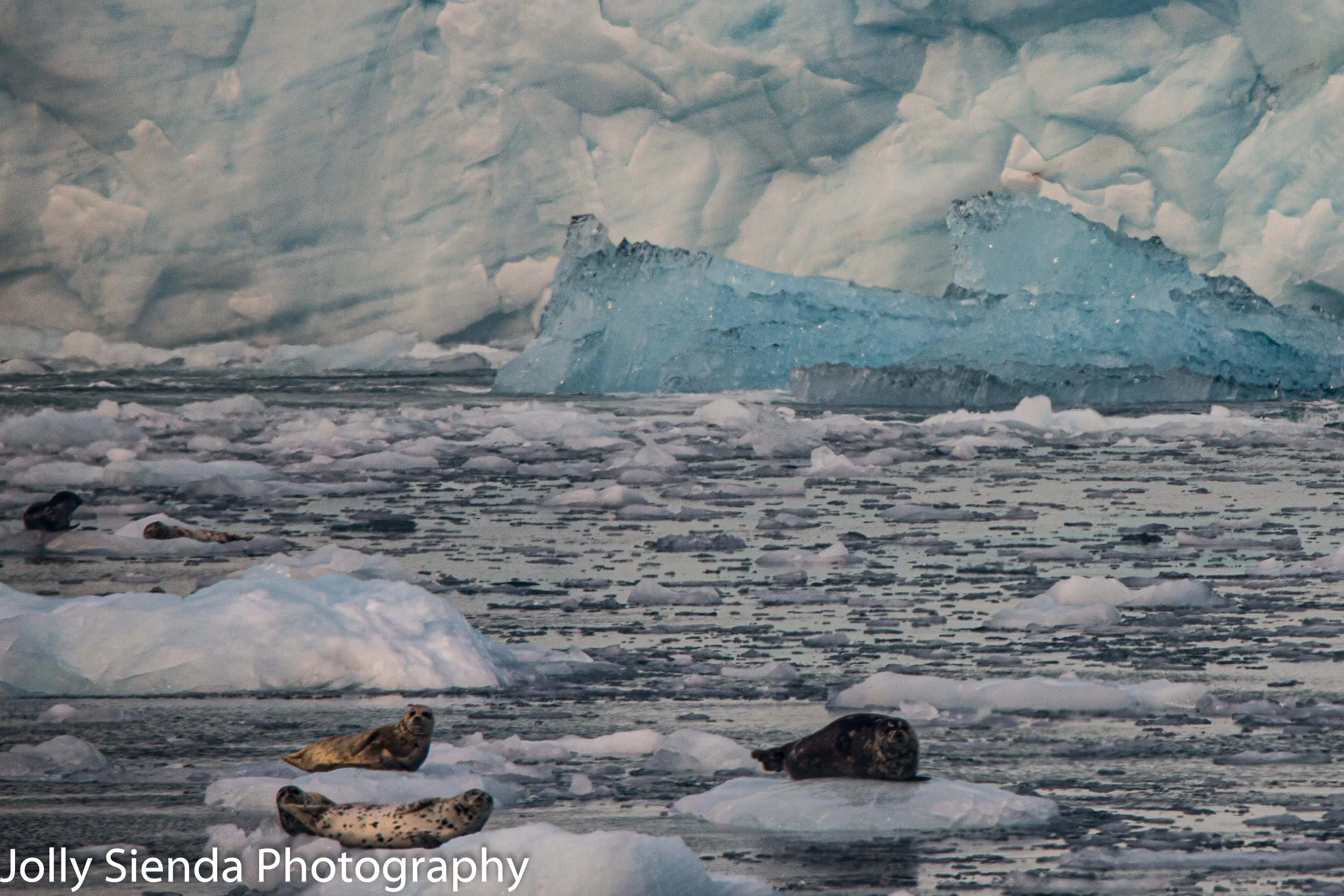 Seals hanging out on glacier ice along the Kenia Fjords and glacier