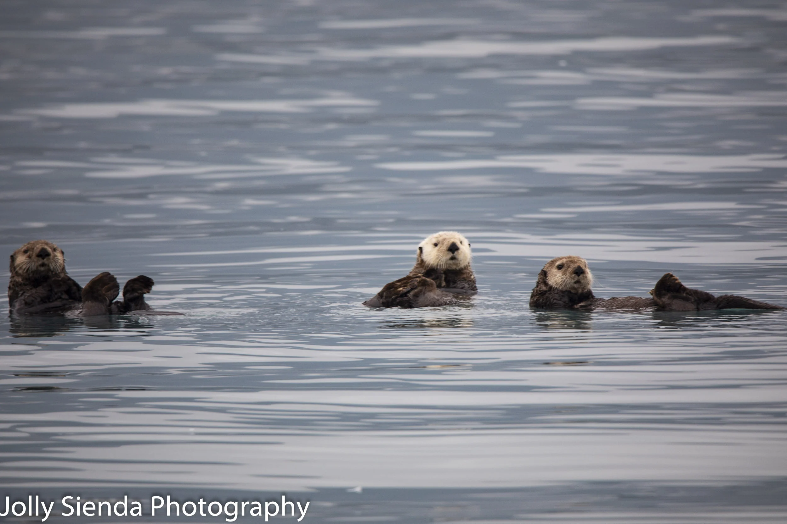 Sea Otters!