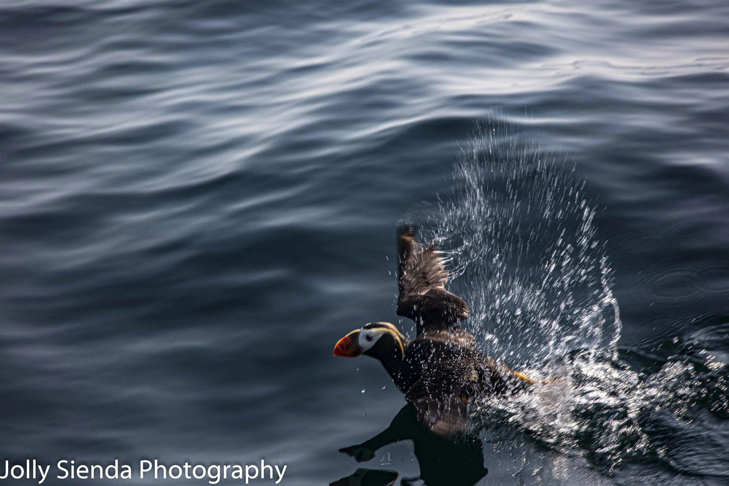Puffin take off!