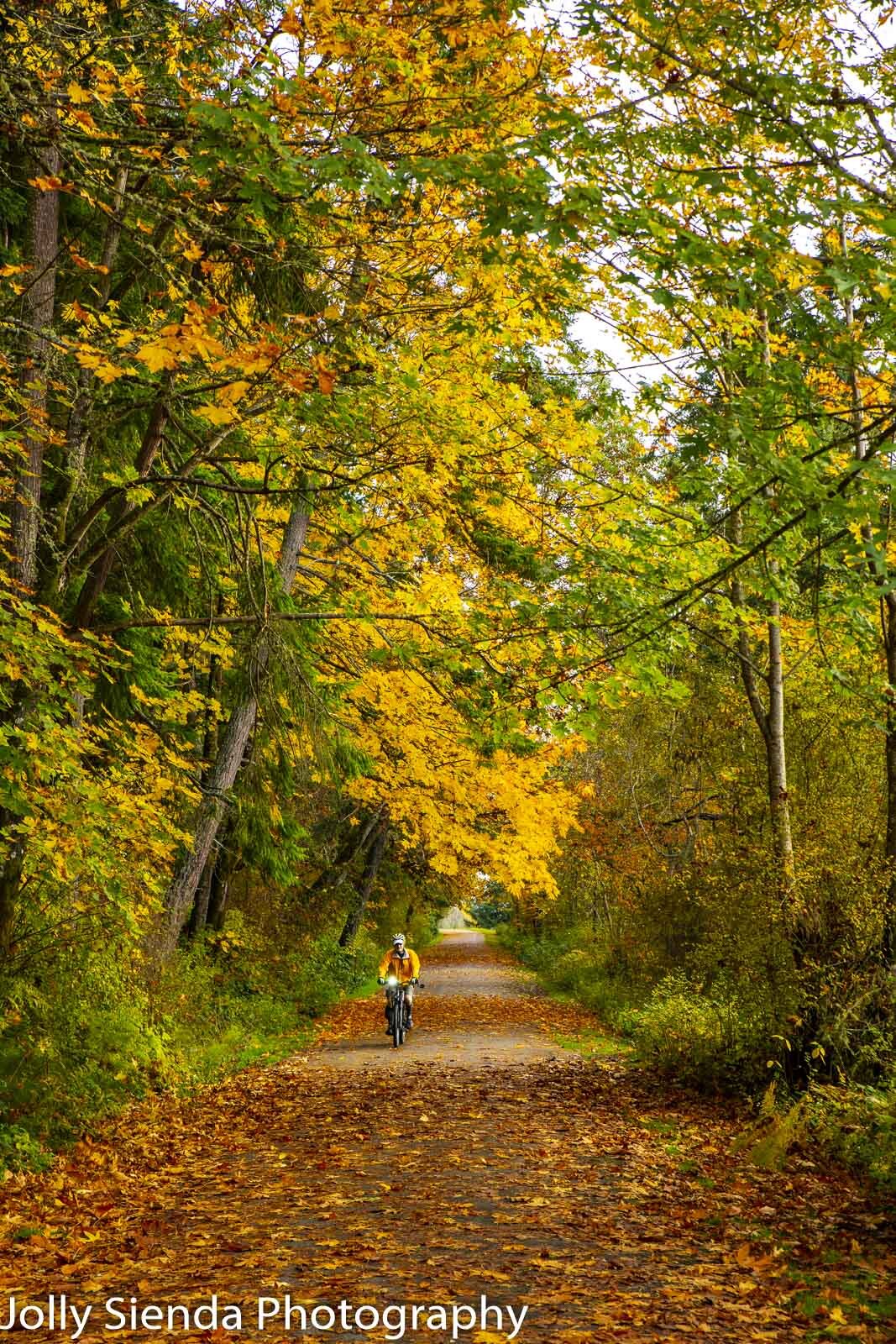 Bicyclist rides on an autumn leaf covered path through the fores