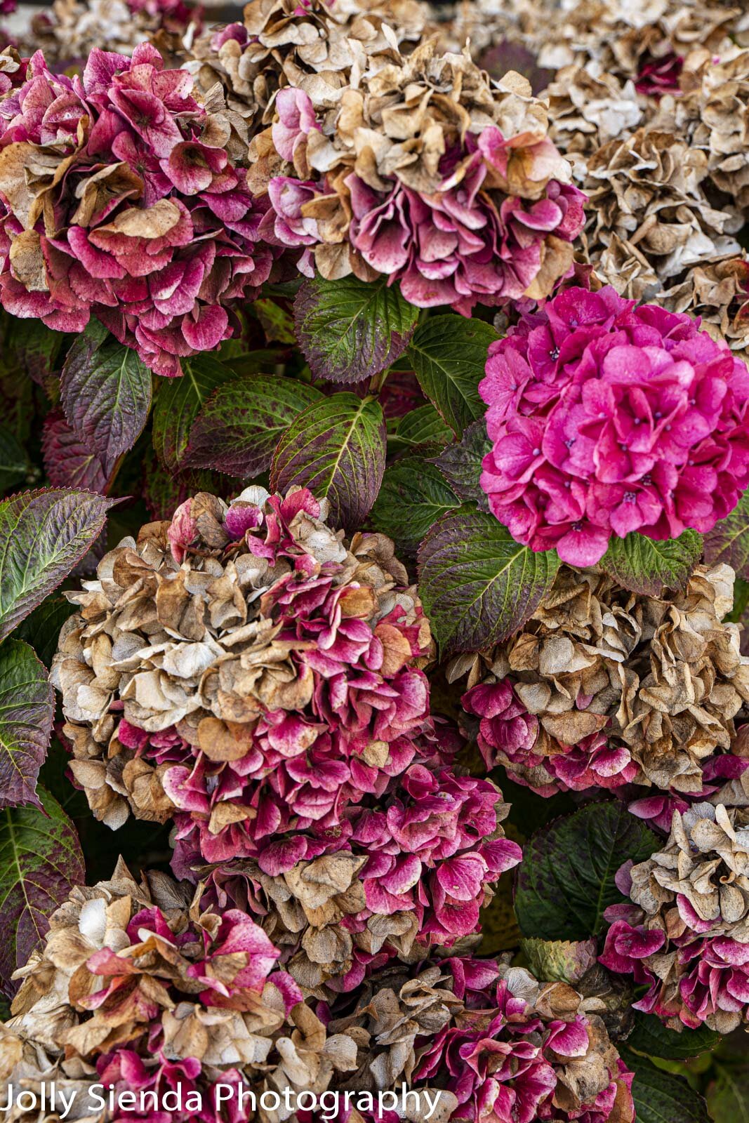 Autumn faded and magenta Hydrangea