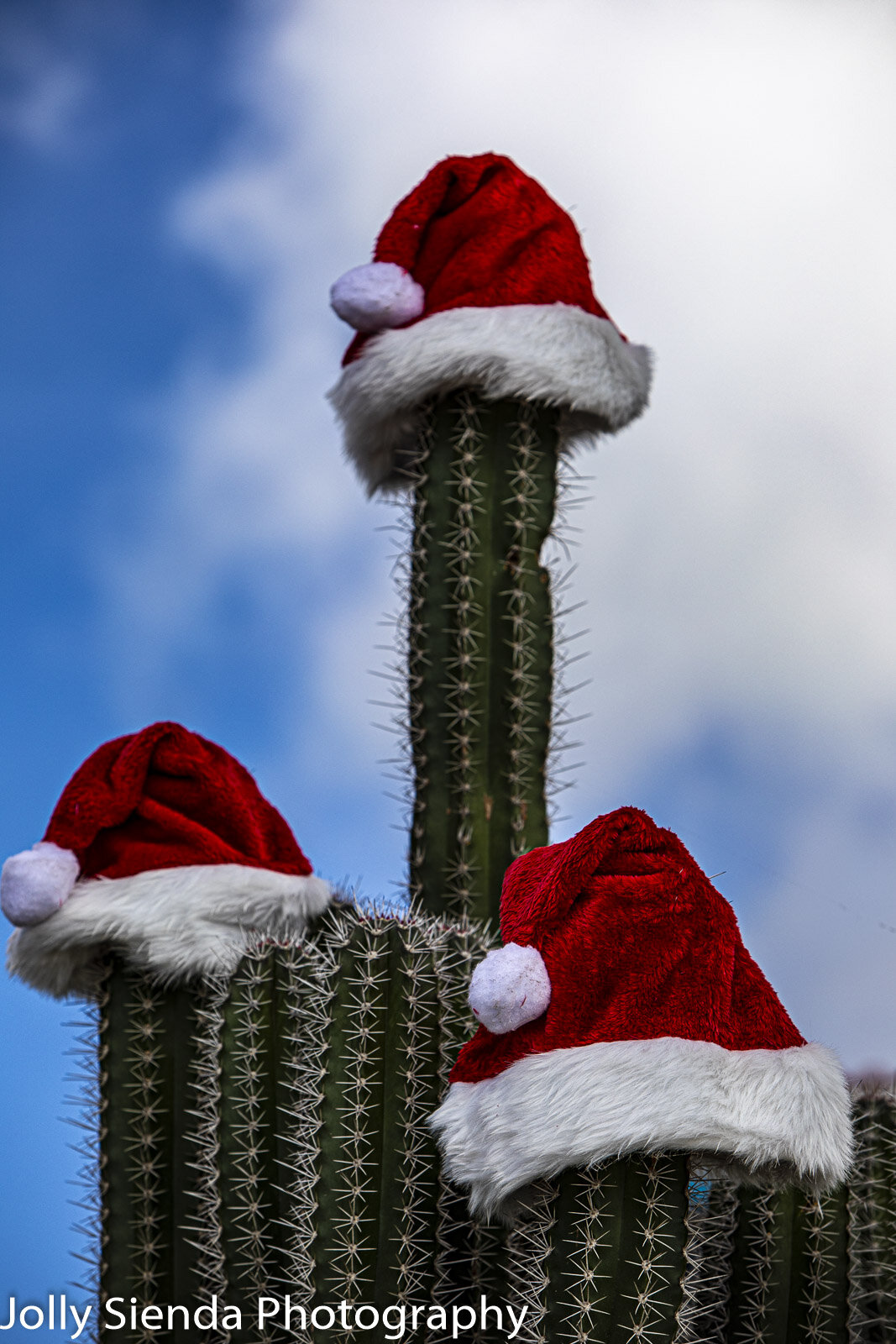 Santa's red hat on Christmas cactus