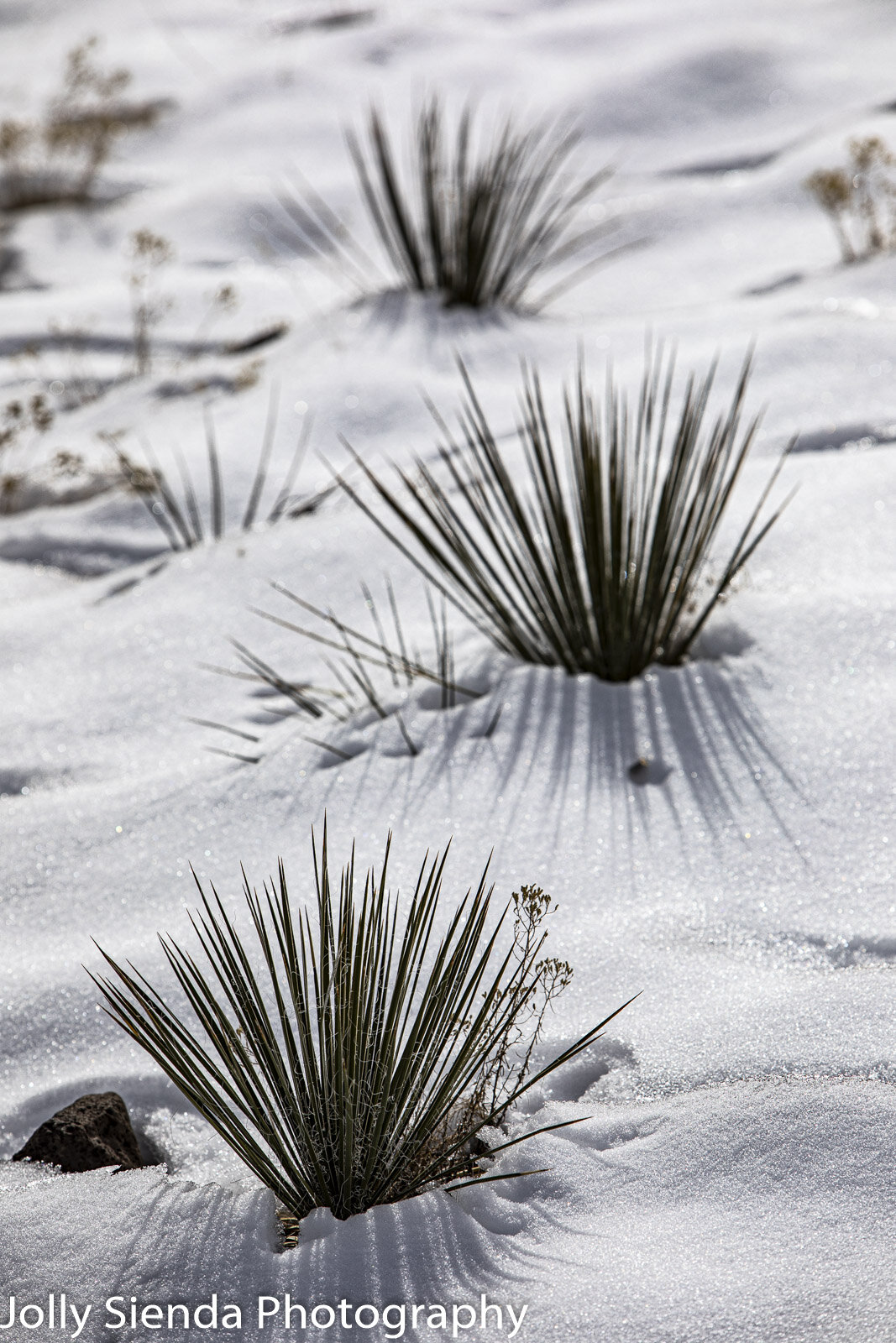 Trio of cactuses in the snow