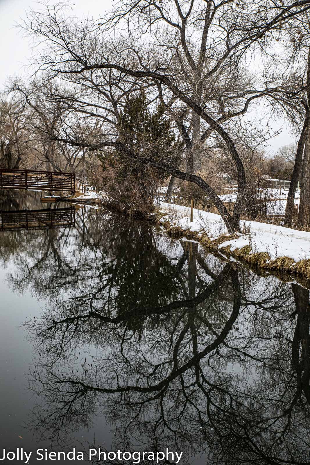 Narly Cottonwood tree reflections on the pond and a bridge