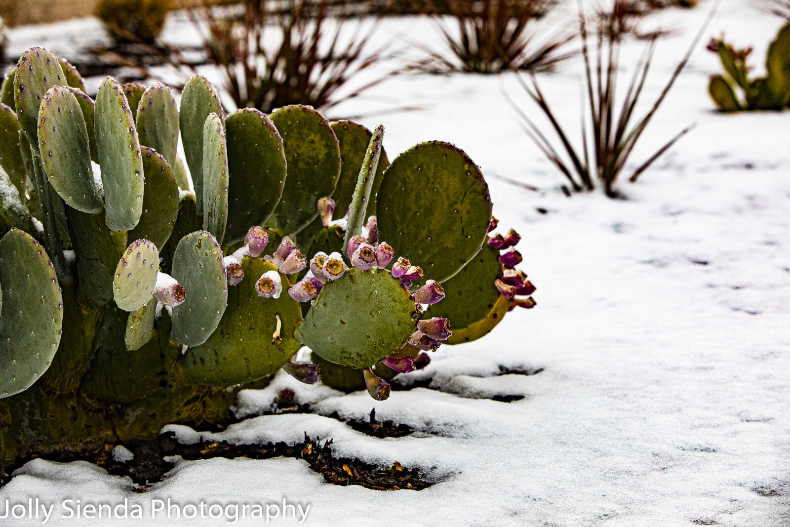 Flowering cactus field in the snow