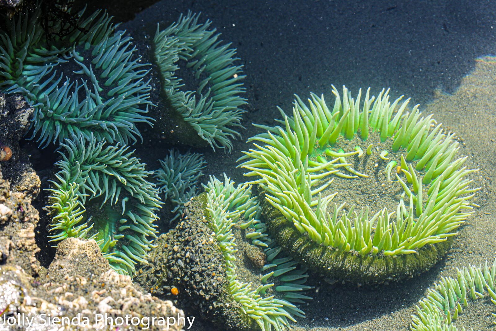 Green sea anemones