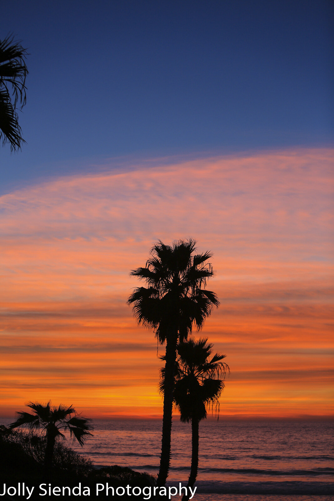 Palm trees face the ocean during a pink, orange cloud sunset wit