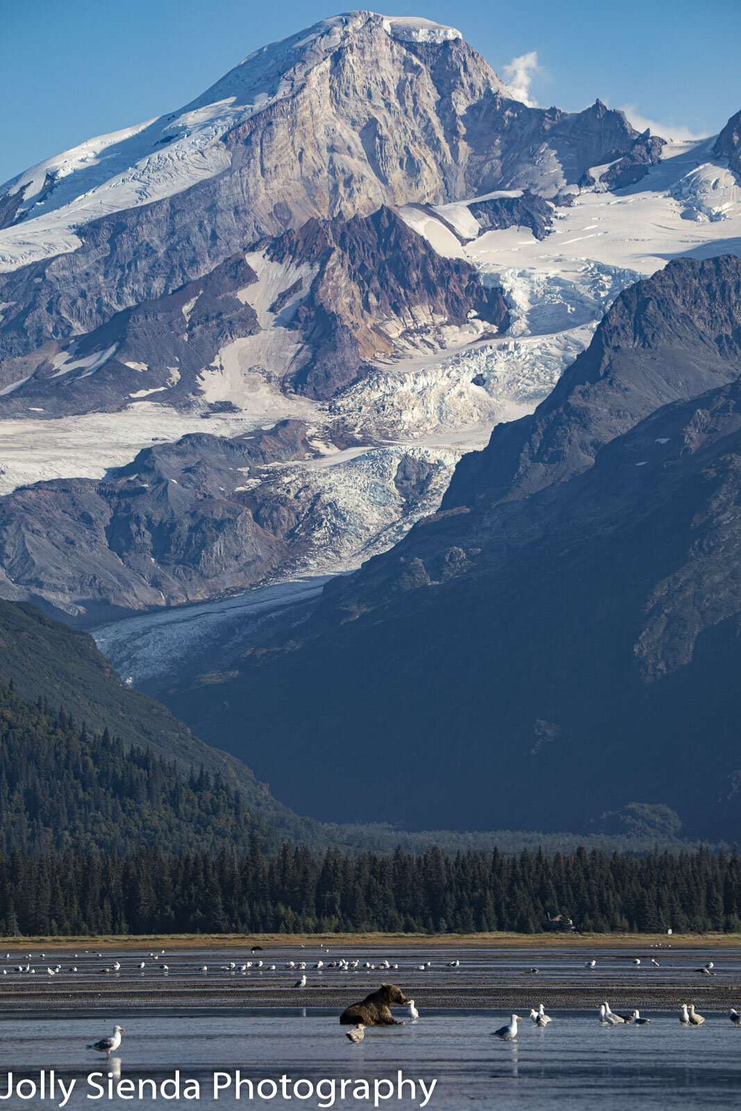Mount Iliamna glacier looks down on a bear and seagulls