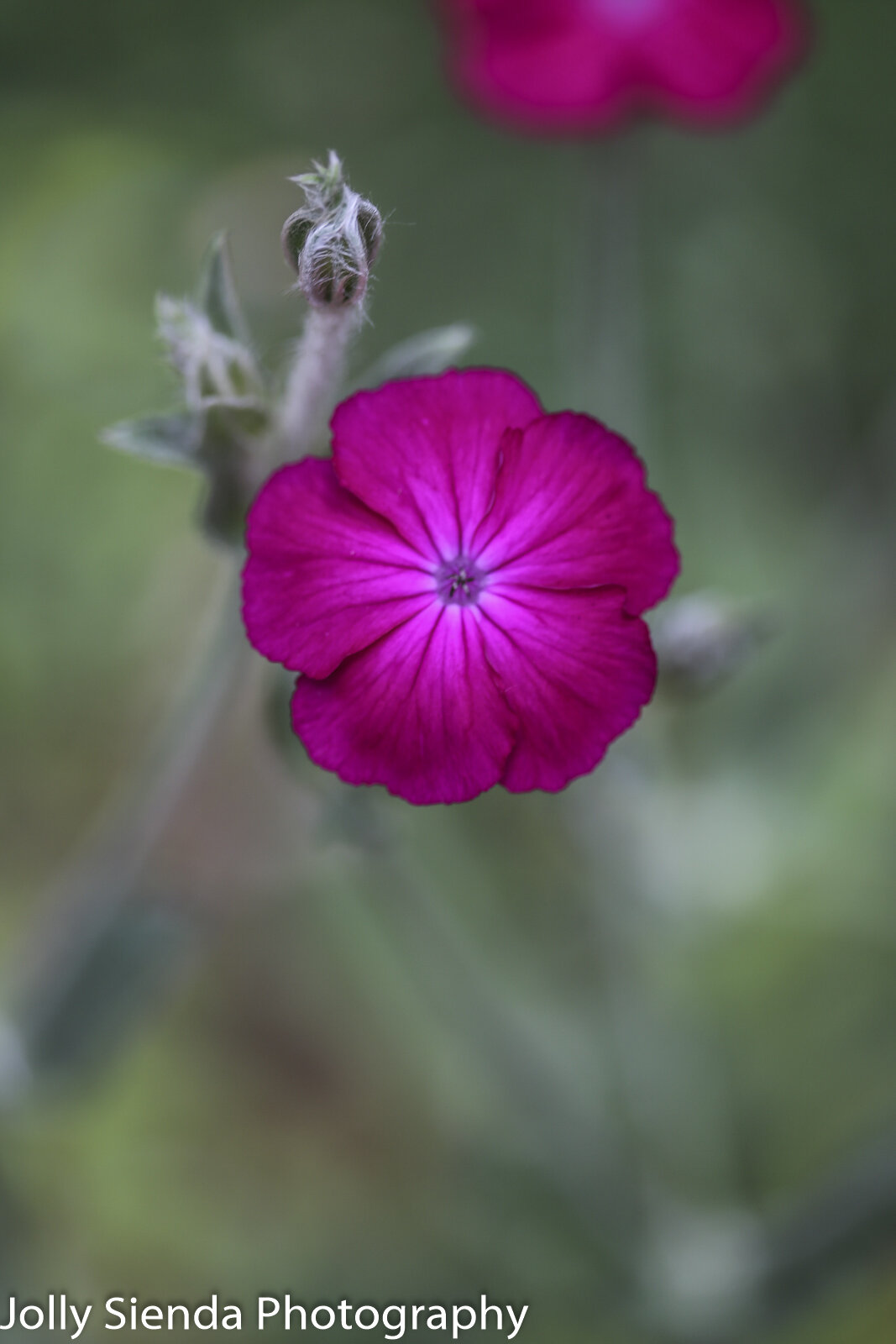 Single pink artisan flower