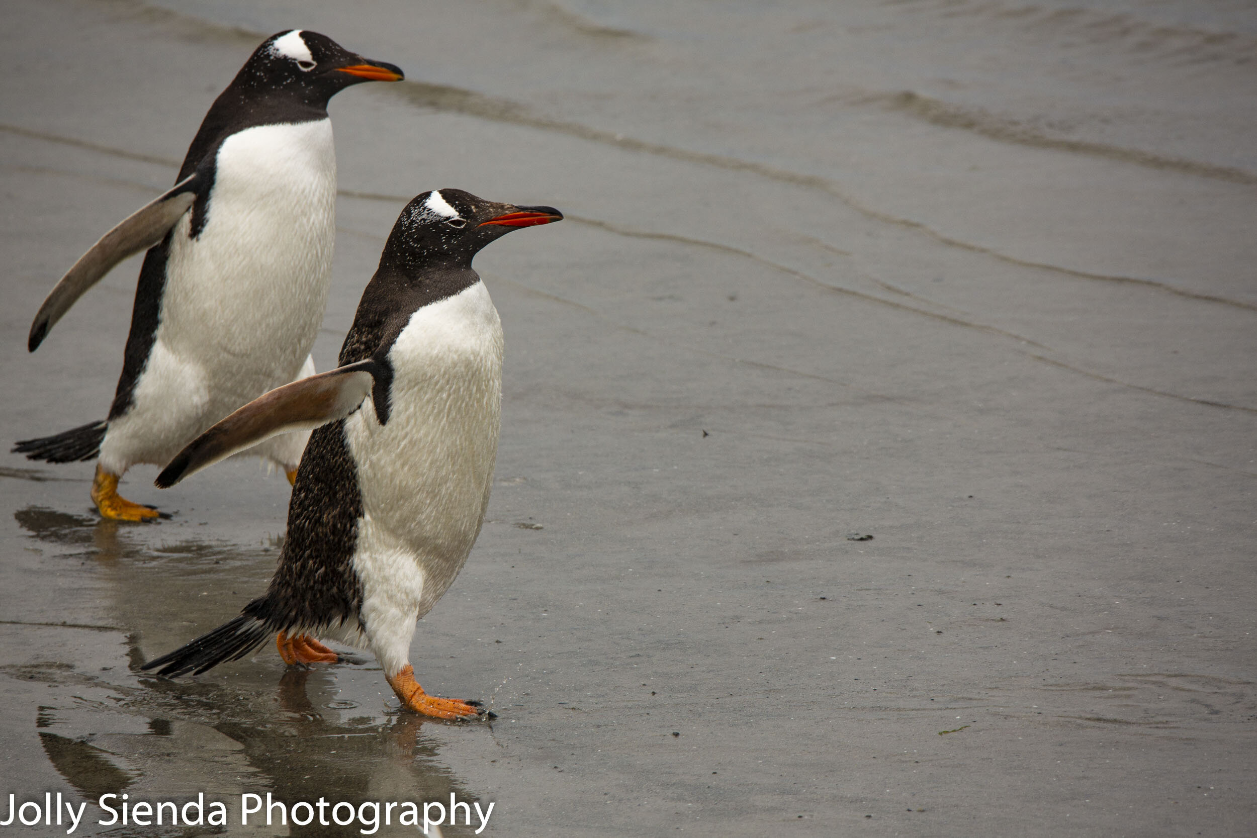 Gentoo Penguins strut in the water 