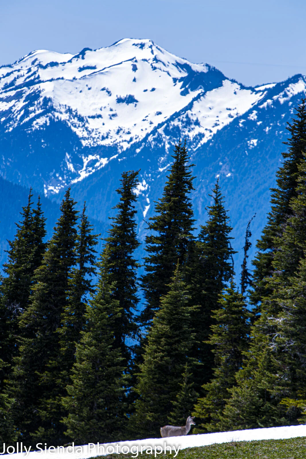 Deer near tree line and snow in front of snow covered mountains (Copy)
