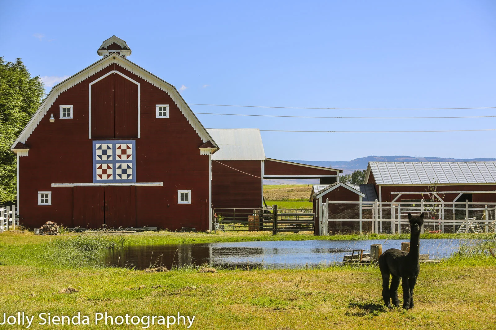 Glory Farm, quilt barn, pond and a llama