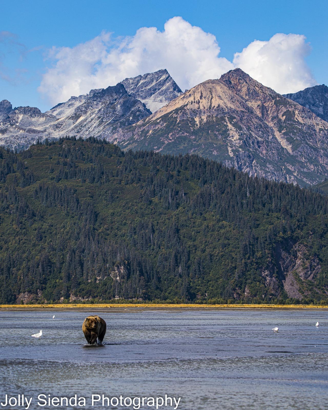 Coastal Brown Bear and the Aleutian Range