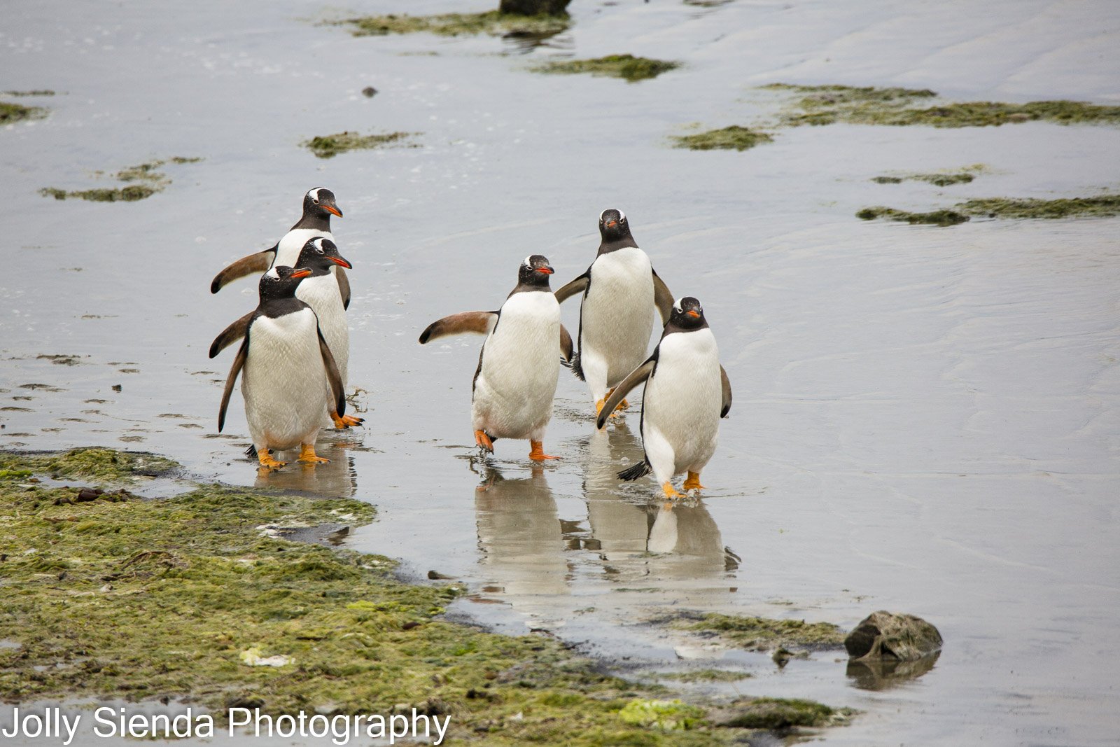 Group of Gentoo Penguins wade in the water on the beach