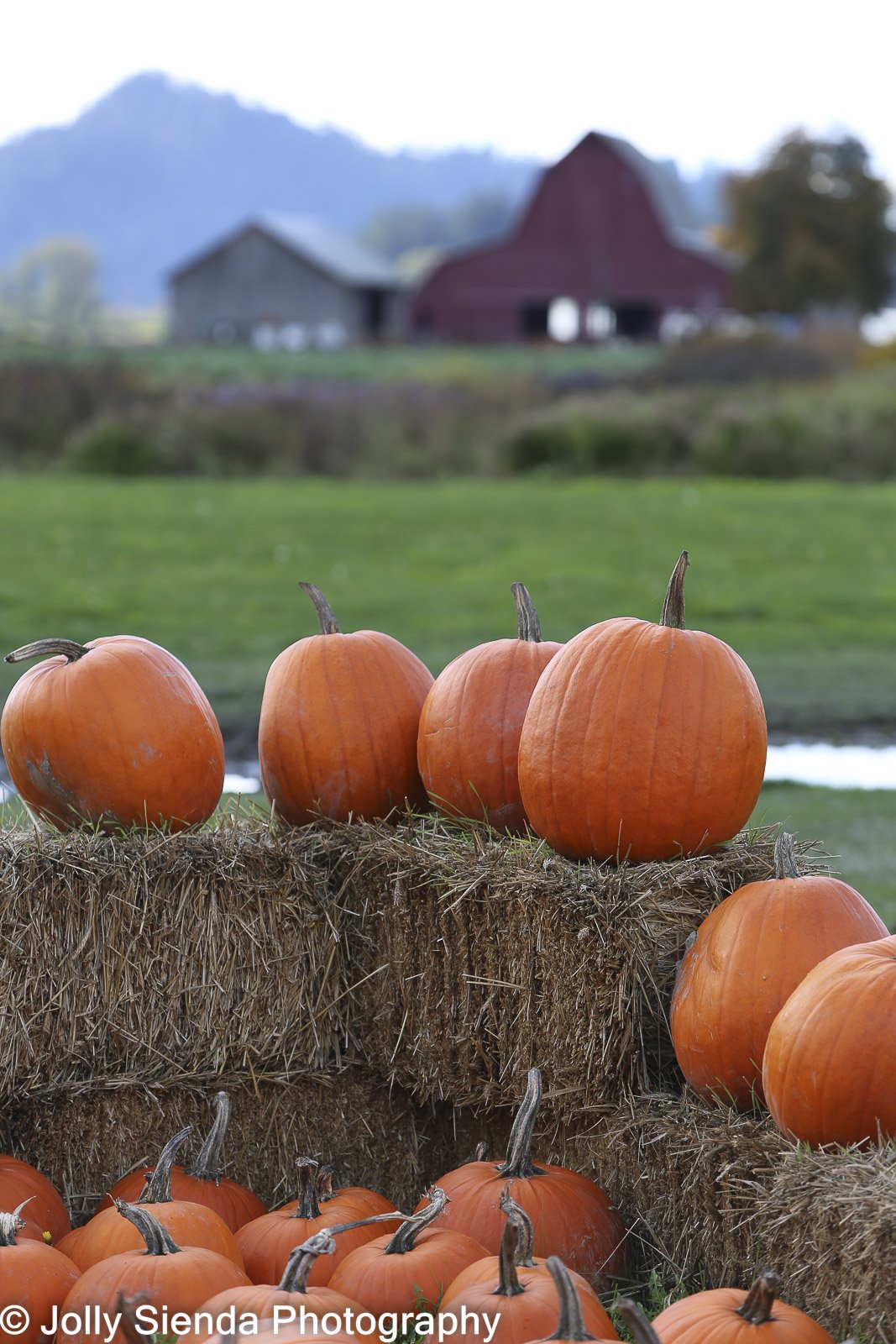 Autumn pumkins photoshoots