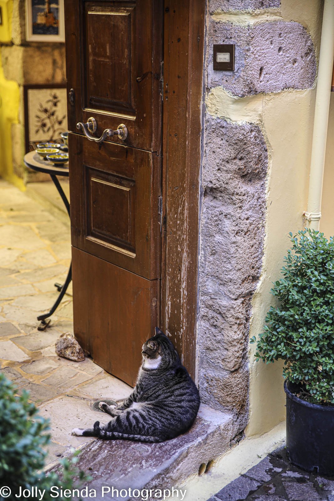 Fat cat leans against a store door