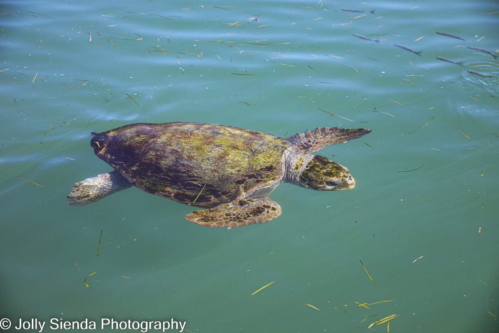 Loggerhead turtle swims in the bay