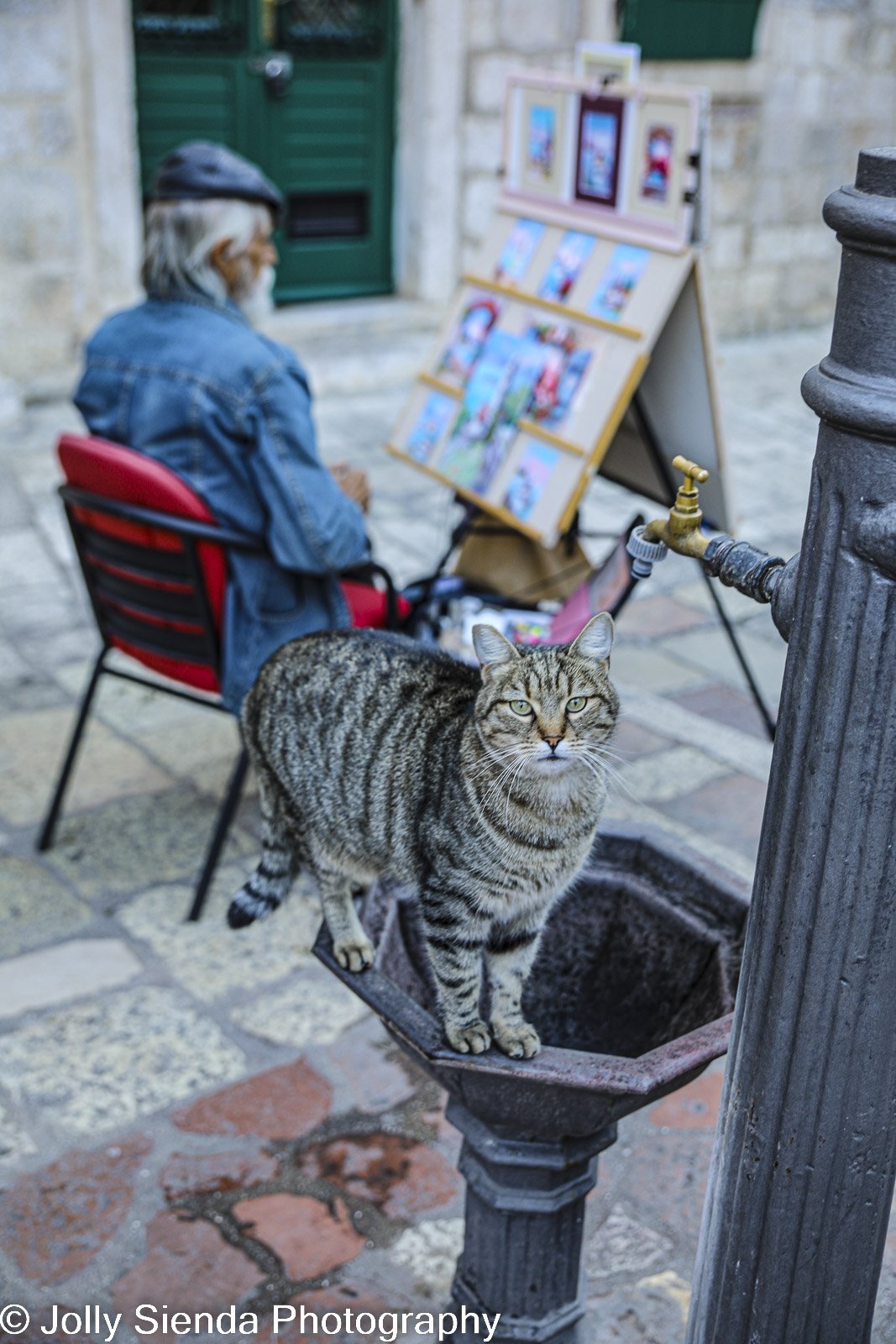 Tabby striped cat and a artist painter in Kotor square