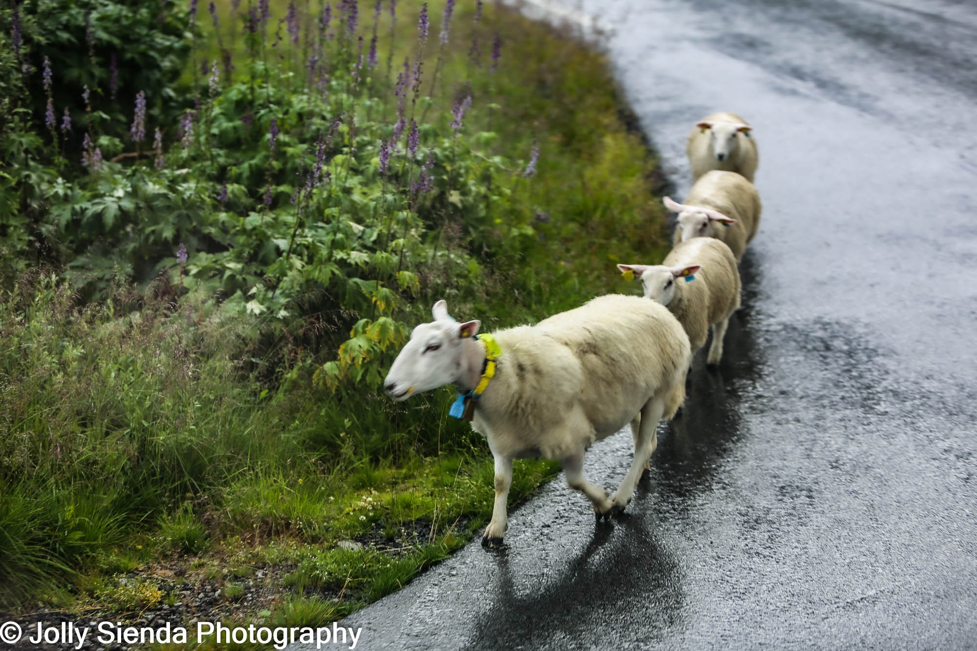 Sheep with bells follow the leader along wet curved road up to t