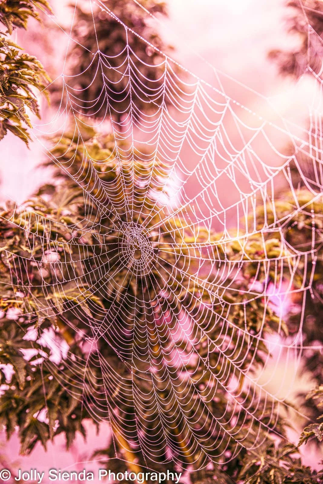 JollySiendaPhotography-0026.jpg