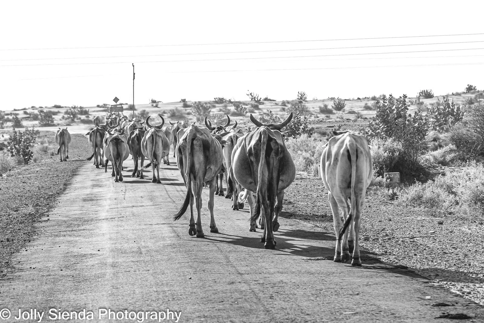 JollySiendaPhotography-4427.jpg