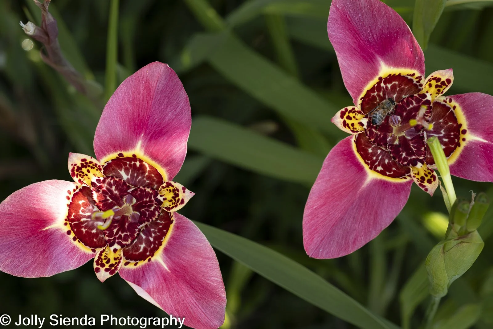 JollySiendaPhotography-4083.jpg