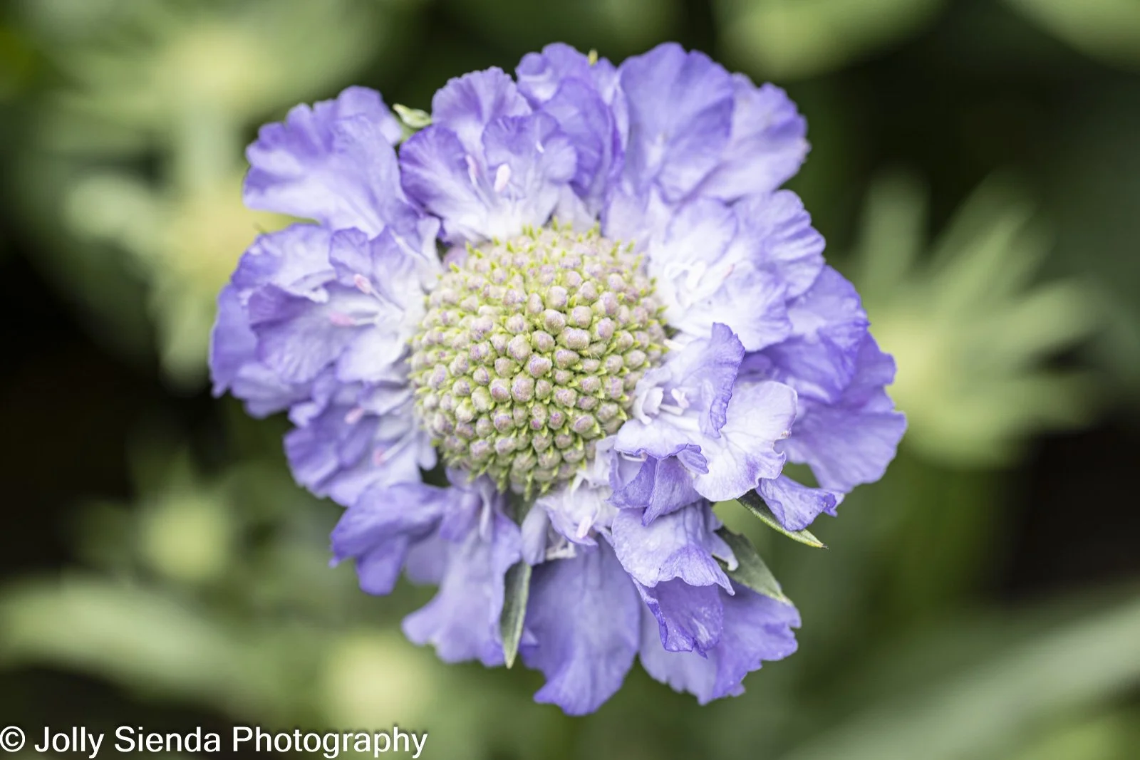 JollySiendaPhotography-3459.jpg