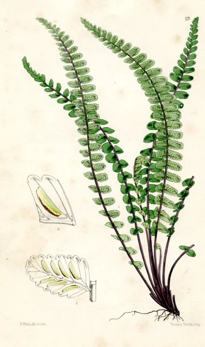 Ferns of Great Britain & Ireland, 1861