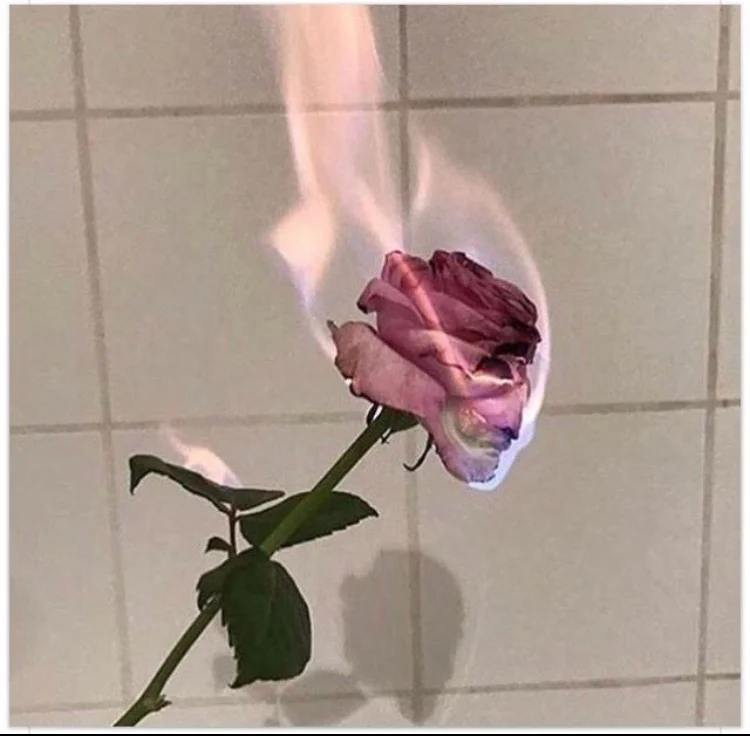 flaming rose.jpg