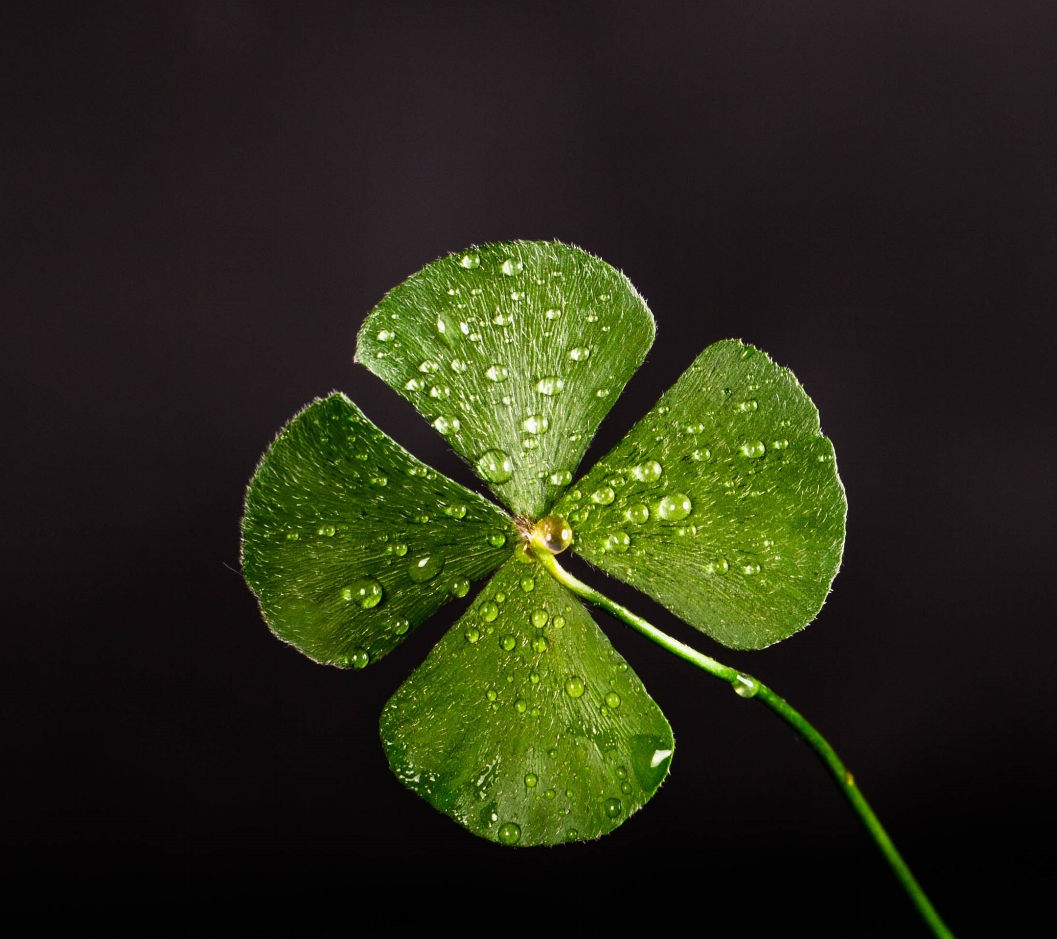 St. Patty's Day Mini Sessions 