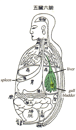The five yin organs in Chinese Medicine are Kidney, Heart, Liver, Spleen and the Lungs.