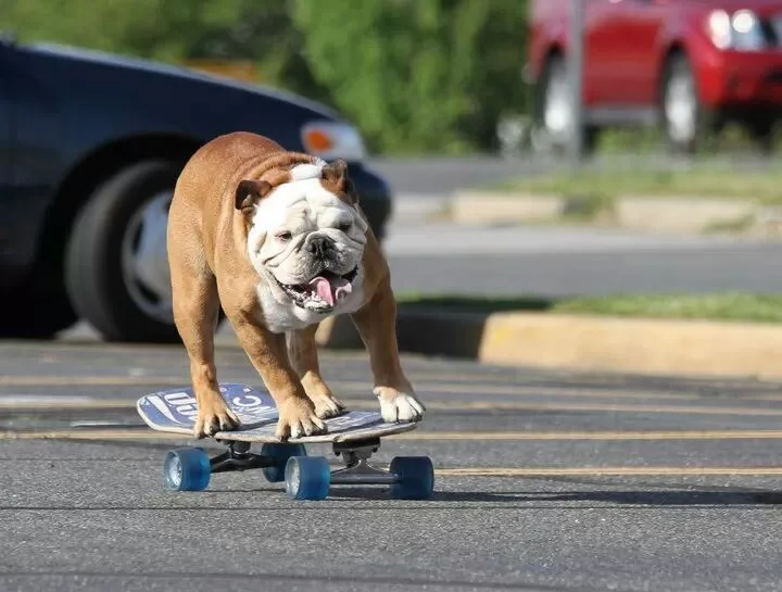 Who Let The Dog Out