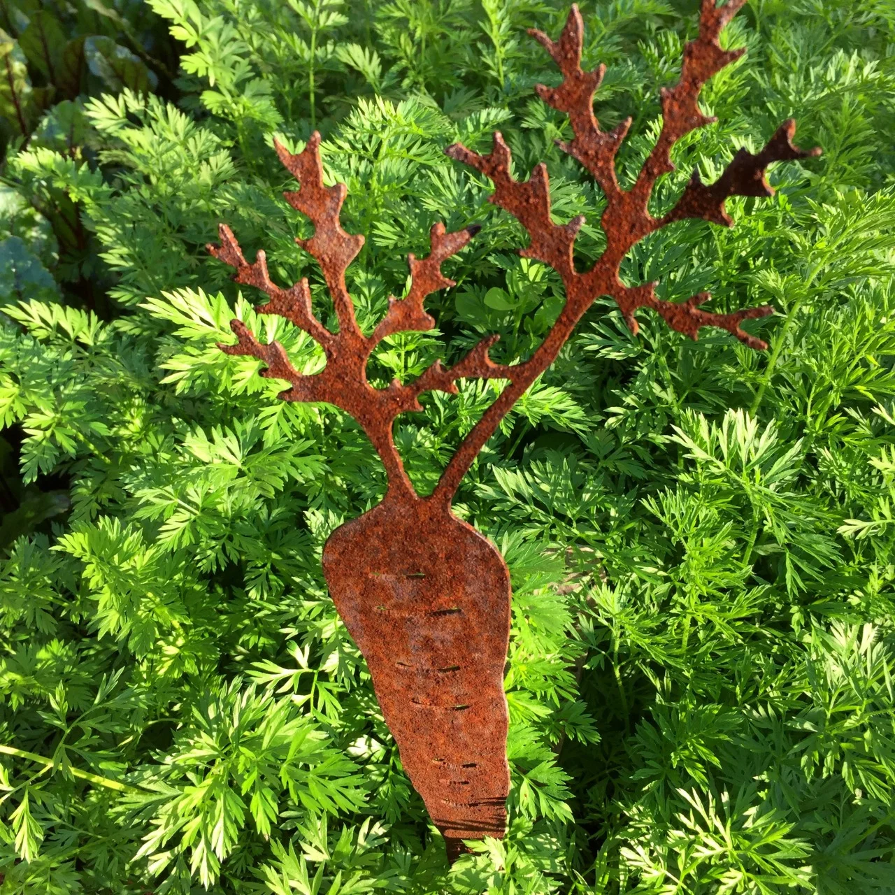 Carrots in the winter vegetable garden.