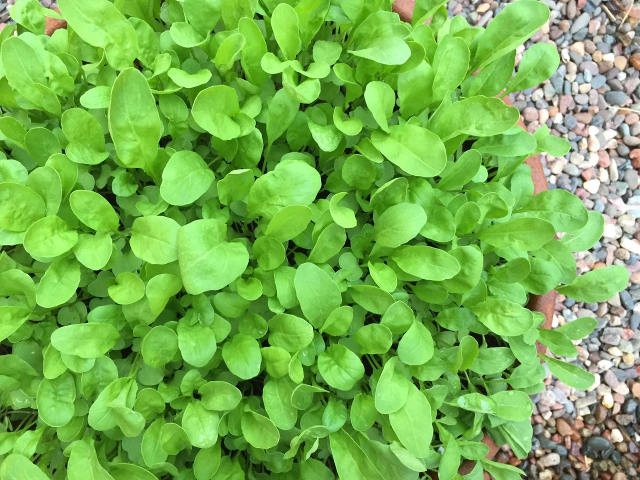Baby arugula, day 19. Read about growing arugula in a container in my earlier post. Arugula salad this weekend.