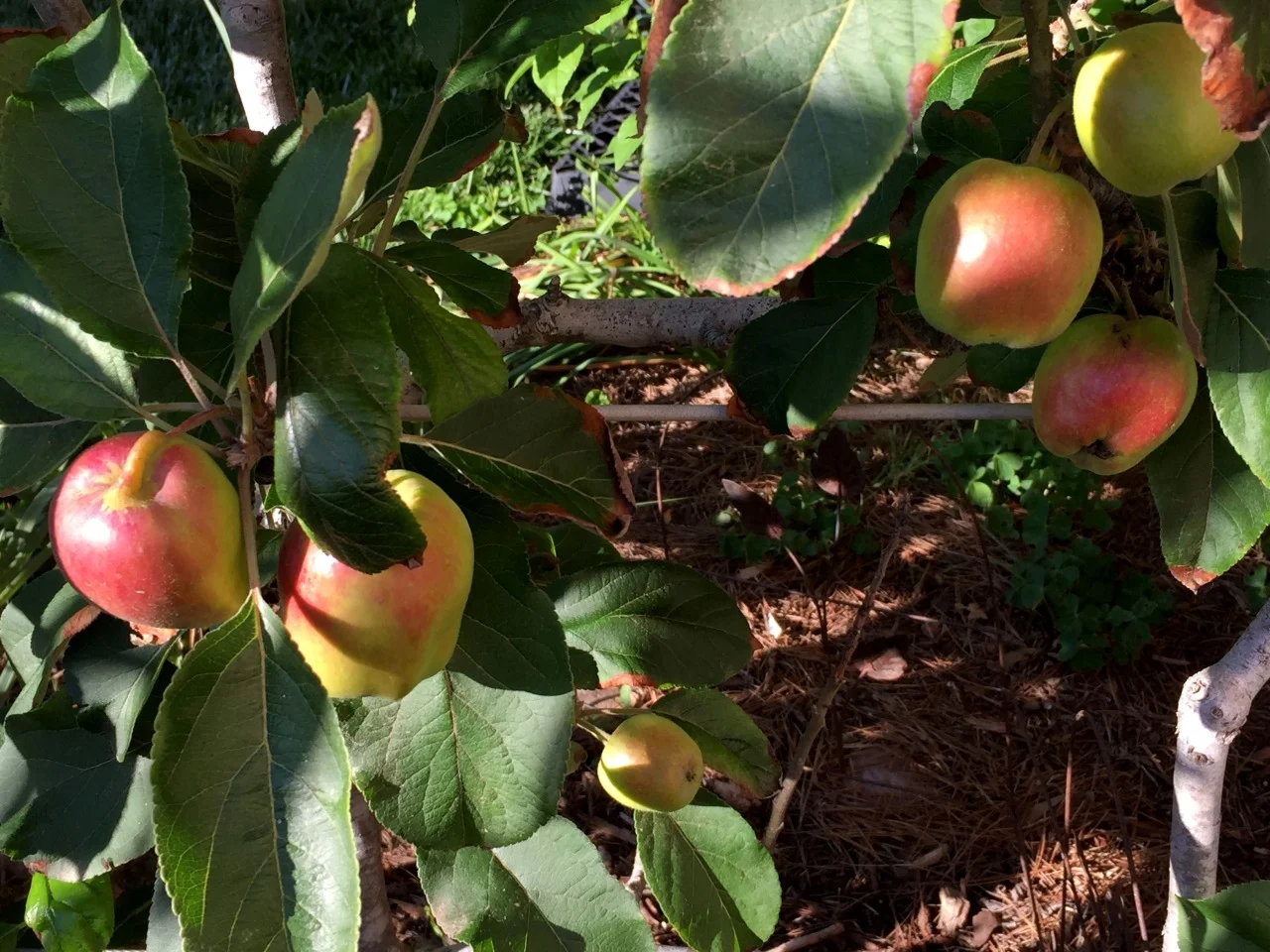 ‘Dorsett Golden’ espaliered apples. Very low chill and very prolific.