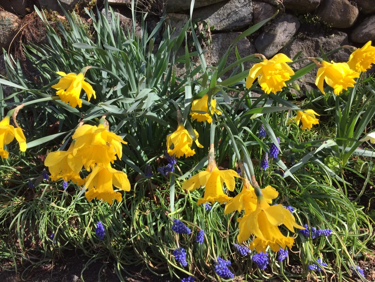 Daffodils April showers hang around To see if they can drown the ground. Resourcefully the garden copes By raising yellow periscopes. –D. A. W. Daffodils nodding from the rain in Ipswich, Massachusetts
