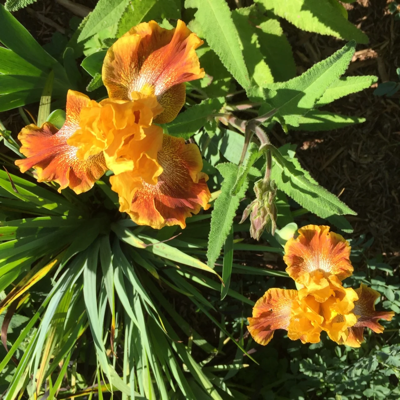April in San Diego. Irises in the streetside garden.