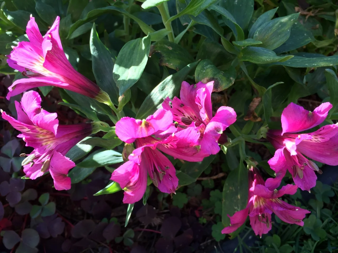 On a magenta jag. Alstromerias blooming in my garden.
