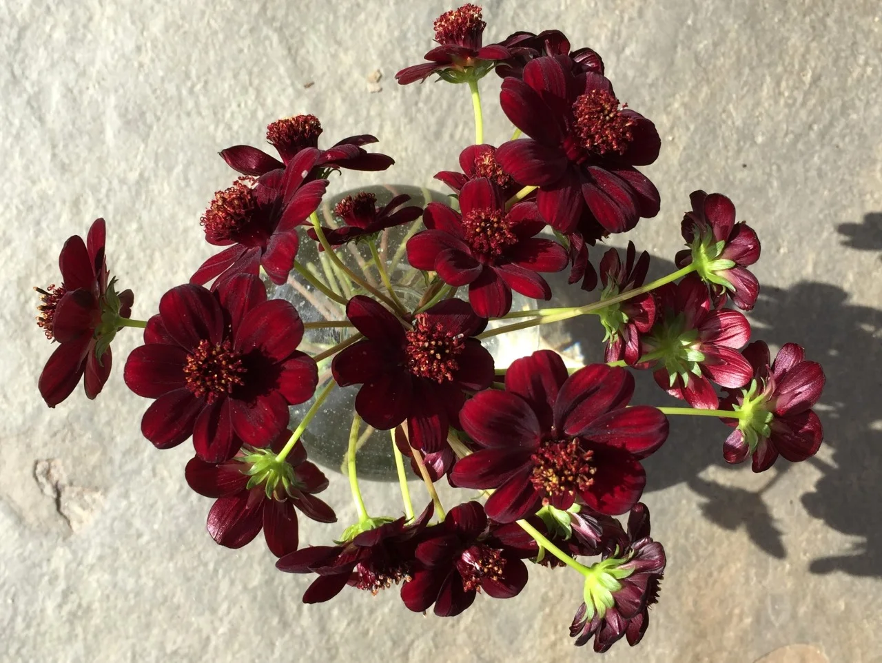 Chocolate cosmos grown in my garden for use in my son’s wedding. Oh, chocolate…in a flower? Velvety textured, chocolate-scented, deep maroon flowers with darker brown center on divided dark green leaves. Provide fertile, well-drained soil for care-free, fast-growing performance. Tuberous perennial. Description from Monrovia Details on how to grow Fine Gardening Cosmos atrosanguineus in Wikipedia , native to Mexico, extinct in the wild.