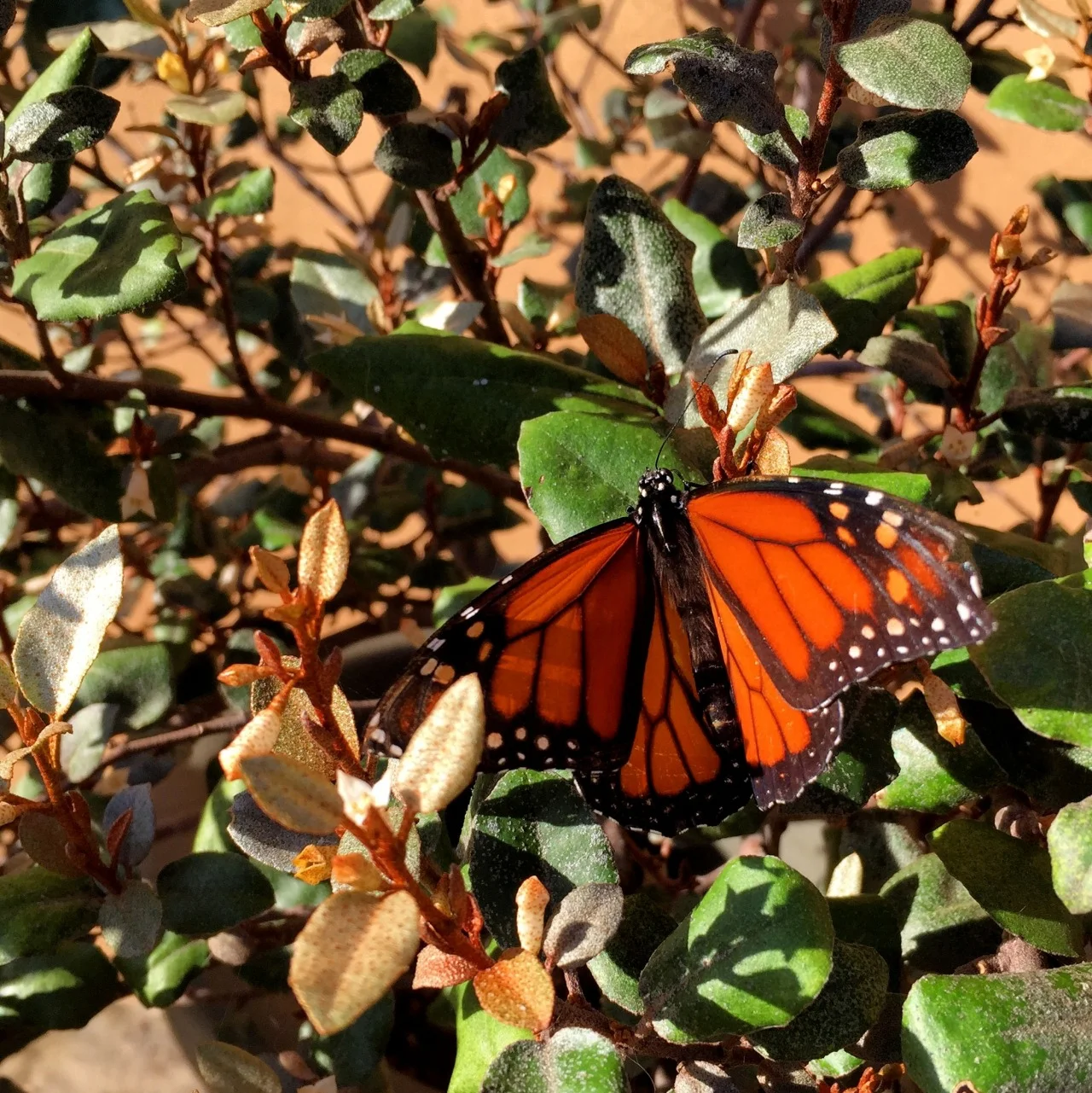 October 21, 2015 My garden is aflutter with monarch and swallowtail butterflies. Almost every time I look out a window during the day I see butterflies. The monarchs prefer the milkweeds that freely self-sow around my garden. Swallowtails seem to like the zinnias. I delight to see walkers and children pause to watch the butterflies.