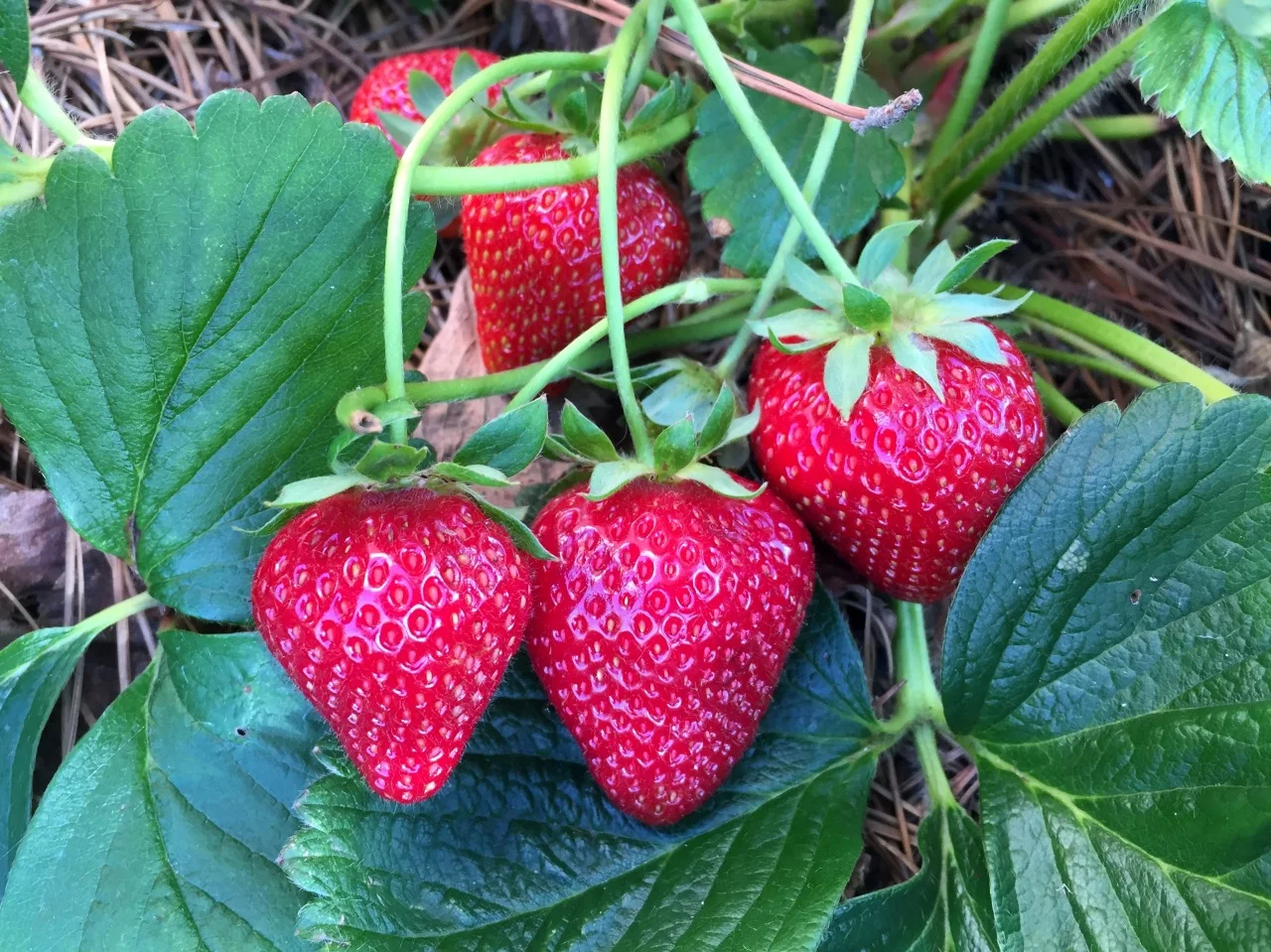 May 27, 2015 Daily delights. ‘Seascape’ everbearing strawberries.
