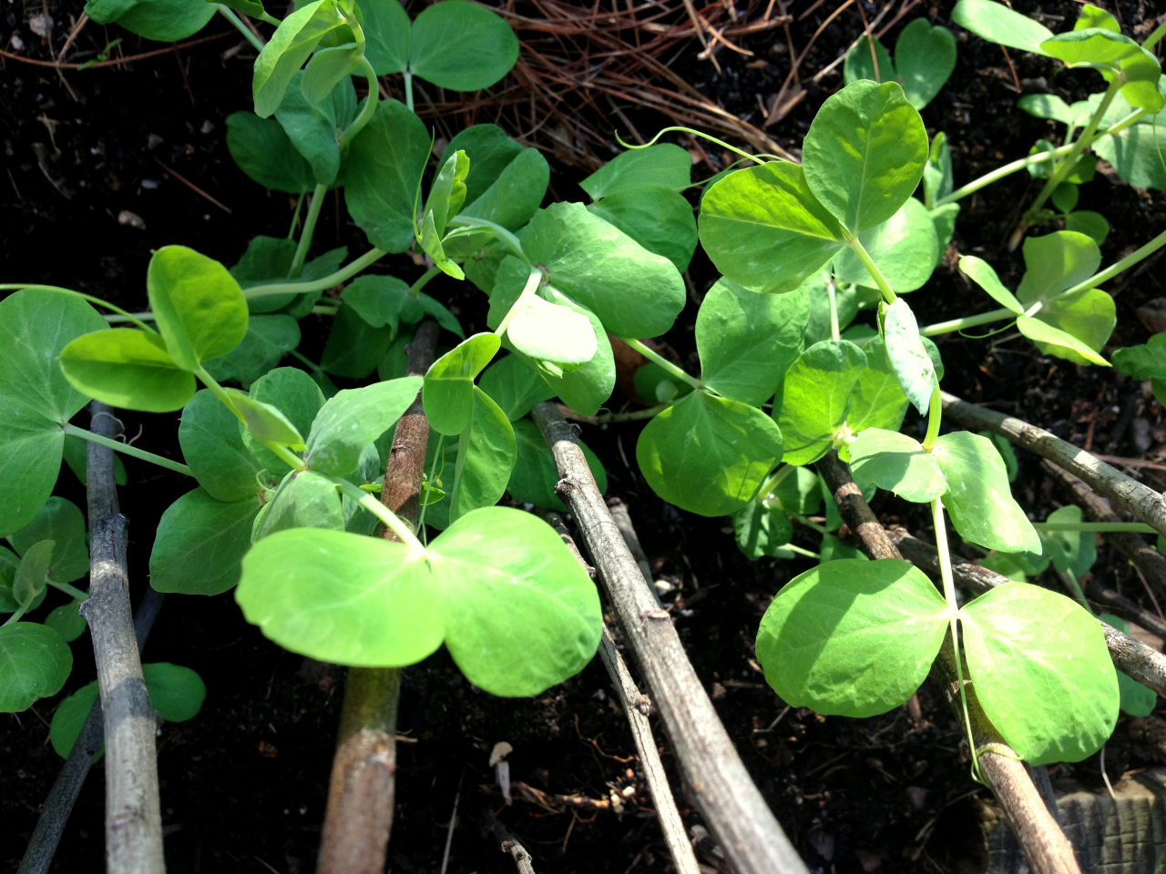 January 7, 2014
“The best crop of the garden, year after year, is hope.”
–Robert Rodale
Snow peas climbing pea brush in my January garden.