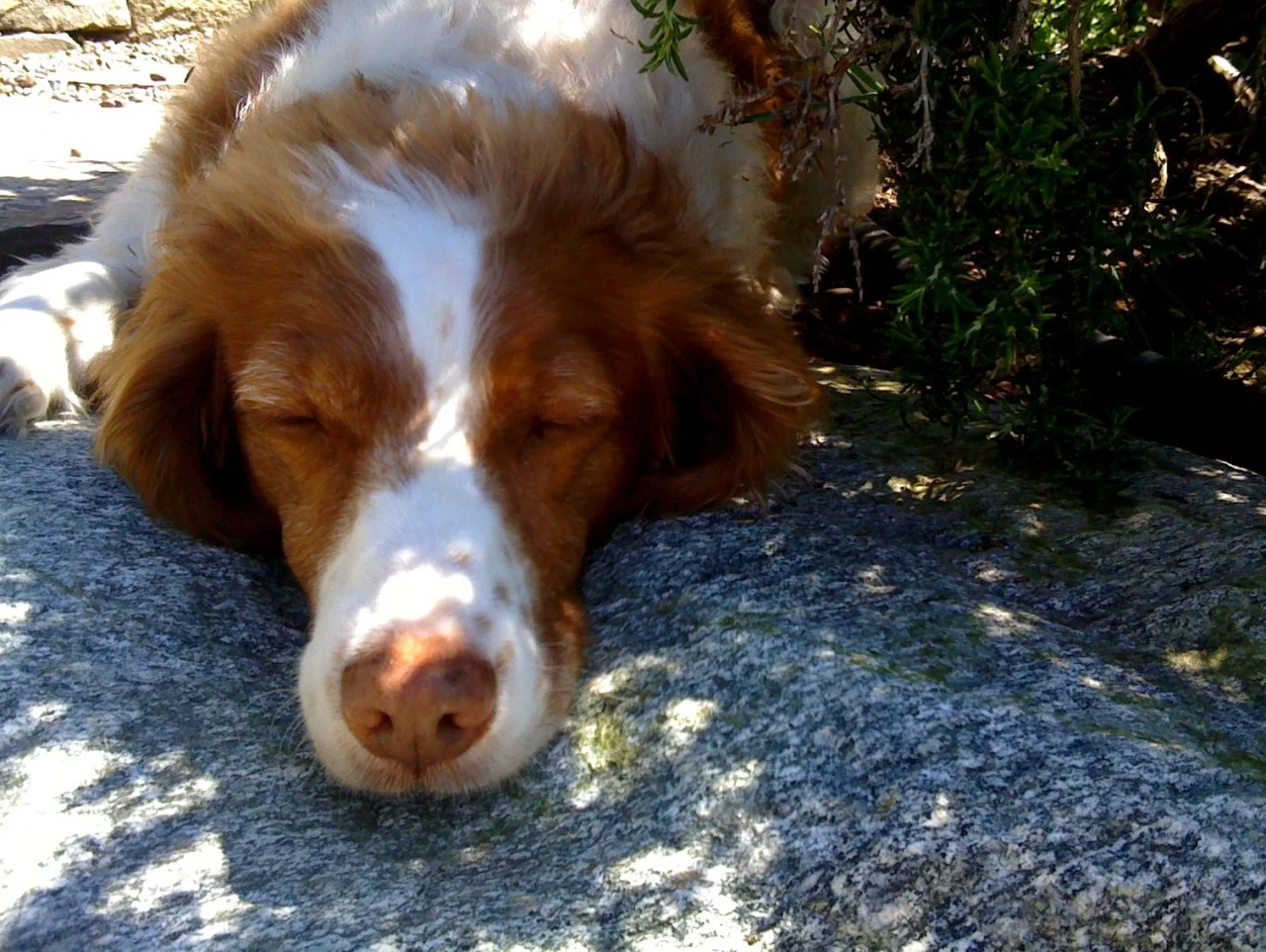 Lucy, my garden companion, snoozes in the shade while I weed.