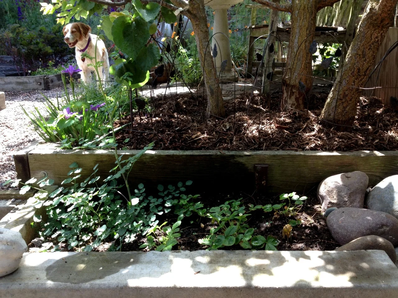 June 12, 2014
Lucy on yard duty.