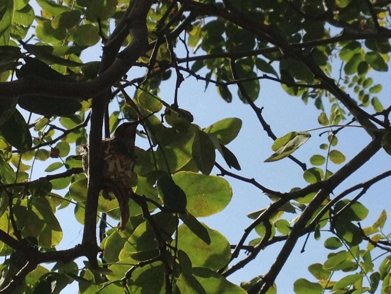 June 11, 2014
A nesting hummingbird in the tree outside my kitchen window.