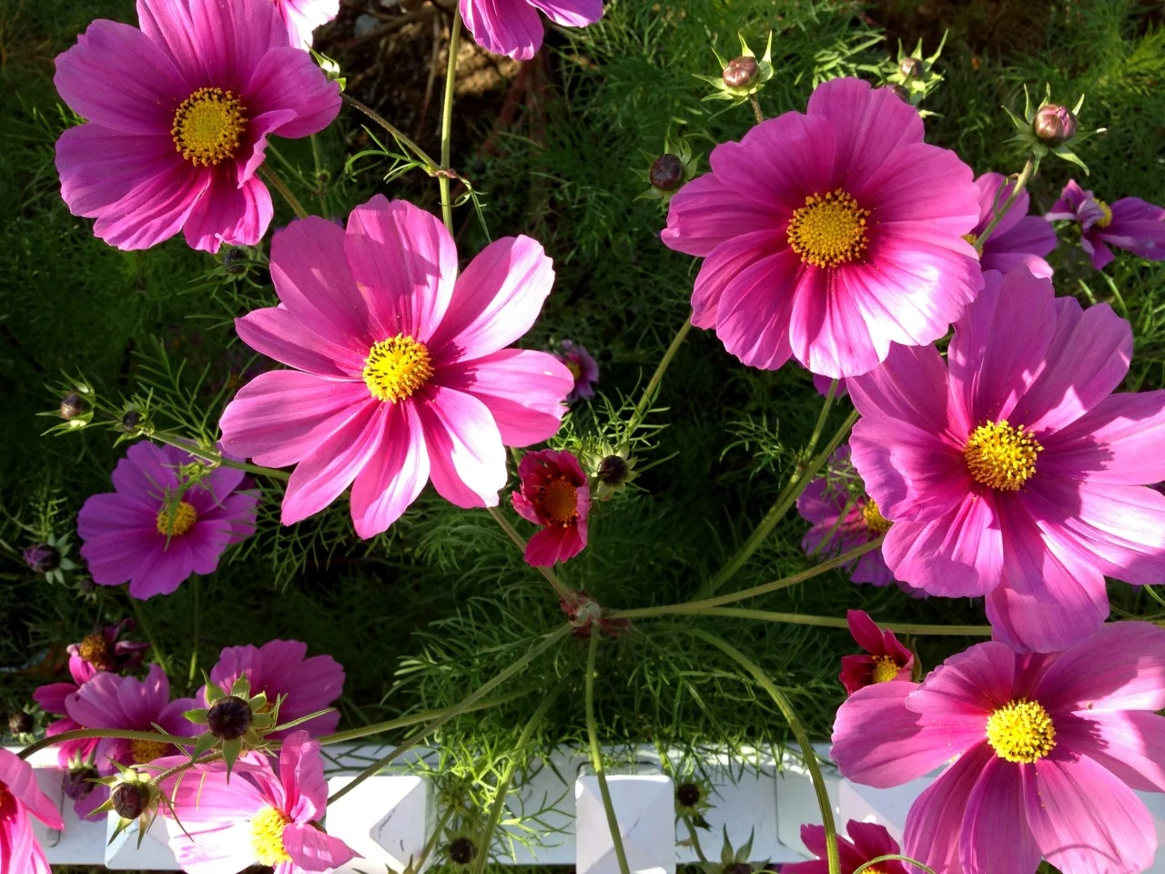 May 2, 2014
“There are always flowers for those who want to see them.”
–Henri Matisse
Cosmos captured on my lunch-time walk.