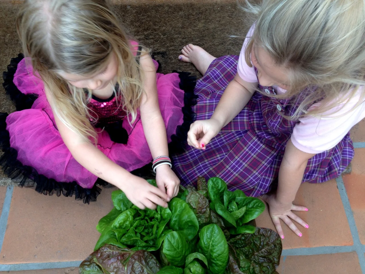 March 26, 2014
My two little neighbors sampling my lettuce before choosing one of them for dinner.