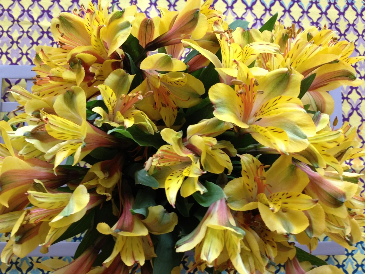 March 22, 2014
These alstromerias are a random act of kindness. I was out for a walk on a recent Sunday afternoon when a car pulled over. A man half my age thrust a bouquet of flowers forward and said “Would you like these? I had a date and it’s off and you know guys don’t like flowers.” I smiled and said “Yes, thank you.”
He didn’t know alstromerias are a favorite of mine and that they matched my new tablecloth.