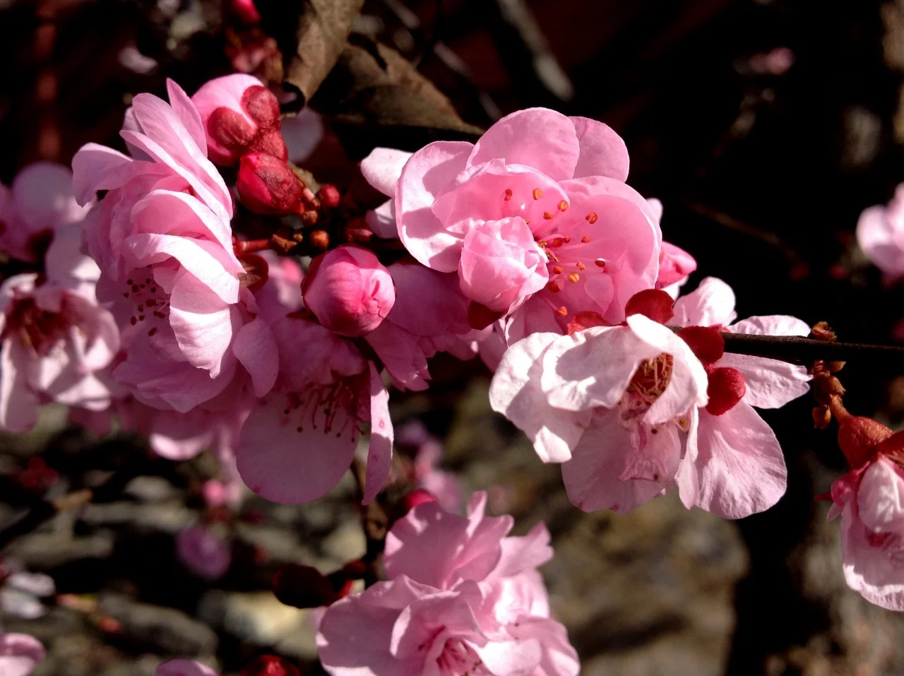 February 28, 2014
Next to the vegetable garden, the purple leaf plum trees are in full bloom. I’m expecting a massive petal fall with our rainstorm and blustery conditions. But let it rain!