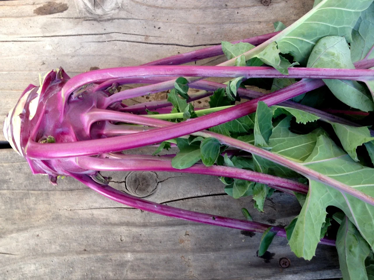 February 4, 2014
Kohlrabi ‘Winter’. An easy to grow member of the cabbage clan and new to me. One of my novelty crops this winter.